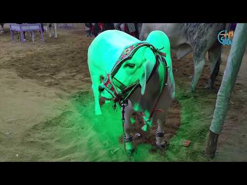 Sohrab Goth Cow Mandi Beautiful & Unique Cattles