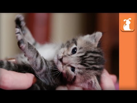 Precious Baby Kitty Loves Her Mommy So Much - Kitten Love - UCPIvT-zcQl2H0vabdXJGcpg