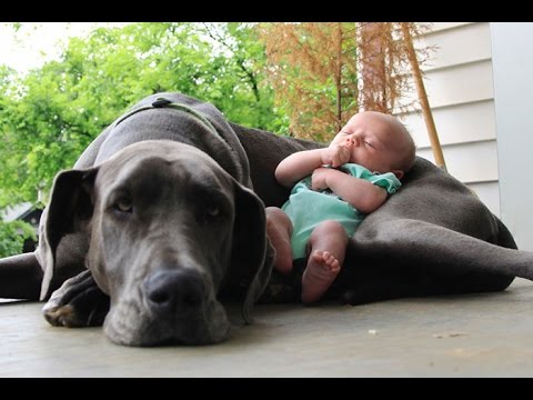 Ultimate funny & cute dogs and kids compilation - Mix of the best clips - Must watch! - UC9obdDRxQkmn_4YpcBMTYLw