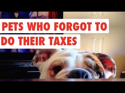 Pets Who Forgot to do Their Taxes | Funny Pet Video Compilation 2017 - UCPIvT-zcQl2H0vabdXJGcpg