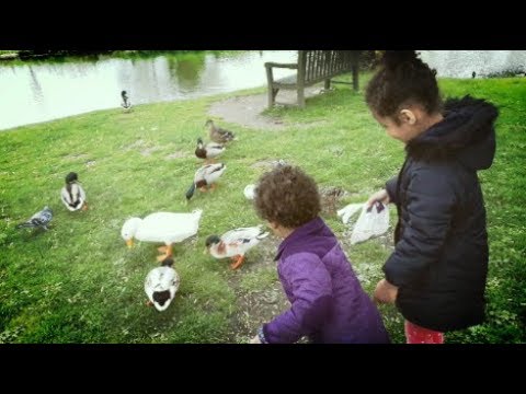 Feeding Birds | Ducks At Whittington Castle - UCeaG5HcexylrNi9v9FxE47g