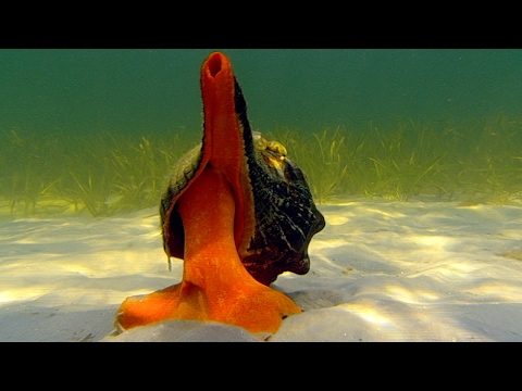 Giant Horse Conch & Burglar Hermit Crabs | Blue Planet | BBC Earth - UCwmZiChSryoWQCZMIQezgTg