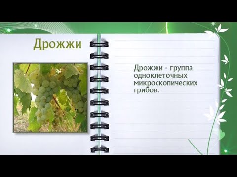 Кулинарная энциклопедия - Дрожжи - Часть 1 - UC7XBjhXnmmXFsxmnys9PmDQ