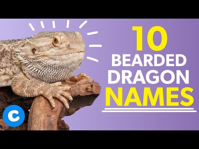 What Should I Name My Bearded Dragon?