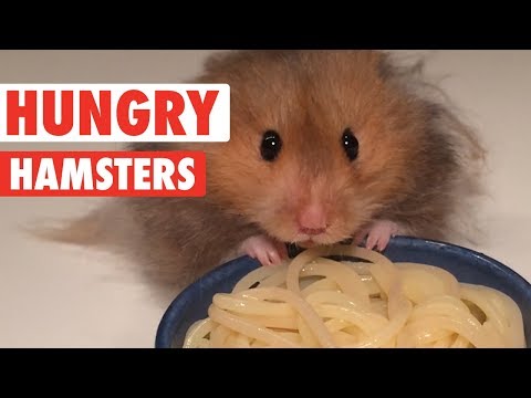 Hungry Hungry Hamsters | Funny Pet Videos 2018 - UCPIvT-zcQl2H0vabdXJGcpg