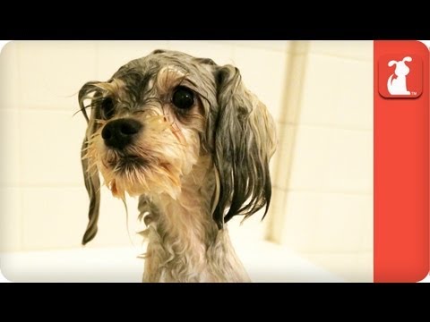 Tessa the Dog that Suddenly Went Blind - Tails of Survival - UCPIvT-zcQl2H0vabdXJGcpg