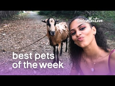 Best Pets of the Week (August 2019) Week 3 | The Pet Collective - UCPIvT-zcQl2H0vabdXJGcpg