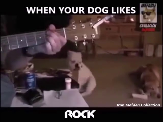 When Your Dog Likes Rock Music