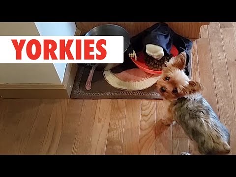 Breed All About It: Yorkies - UCPIvT-zcQl2H0vabdXJGcpg