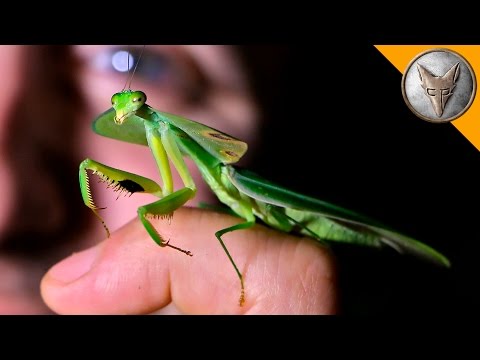 Incredible Leaf Mantis! - UC6E2mP01ZLH_kbAyeazCNdg