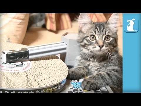 Cat Toys - Kitten's first TURNTABLE! - Kitten Love - UCPIvT-zcQl2H0vabdXJGcpg