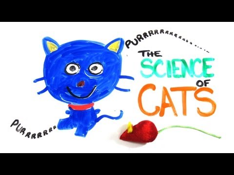 The Science of Cats - UCC552Sd-3nyi_tk2BudLUzA