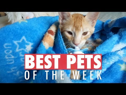 Best Pets of the Week Video Compilation| January 2018 Week 4 - UCPIvT-zcQl2H0vabdXJGcpg