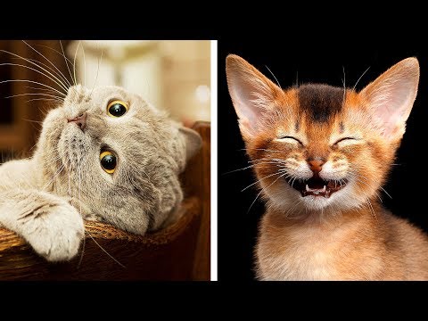 10 Most Dangerous Cat Breeds In the World - UC4rlAVgAK0SGk-yTfe48Qpw