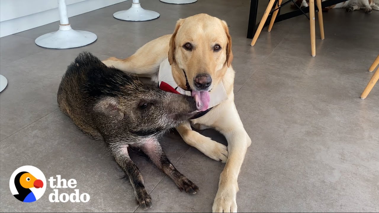 2-pound Wild Boar Grows Up Believing She’s a Puppy| The Dodo Odd Couples