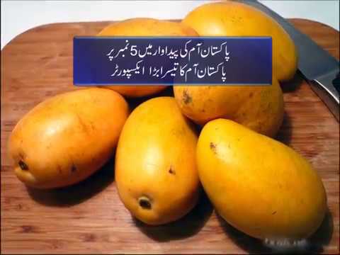 Pakistan can Earn Billion Dollar From Mango
