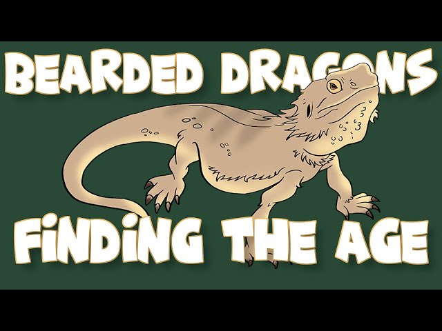 How Old Is A 6 Inch Bearded Dragon?