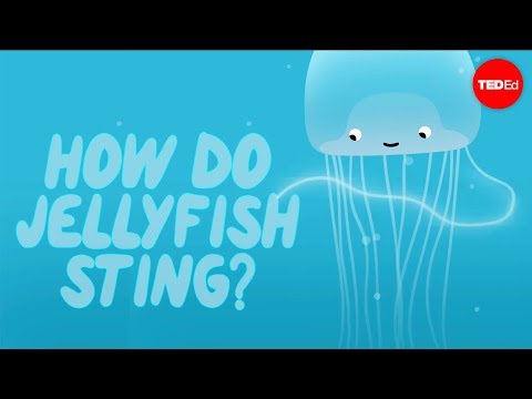 How does a jellyfish sting? - Neosha S Kashef - UCsooa4yRKGN_zEE8iknghZA