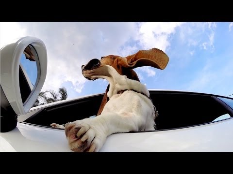 GoPro: The Dog and The Porsche - UCqhnX4jA0A5paNd1v-zEysw