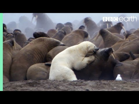 Polar Bear vs Walrus - Planet Earth - BBC Earth - UCwmZiChSryoWQCZMIQezgTg