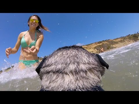 GoPro: Brandy the Surfing Pug - UCqhnX4jA0A5paNd1v-zEysw