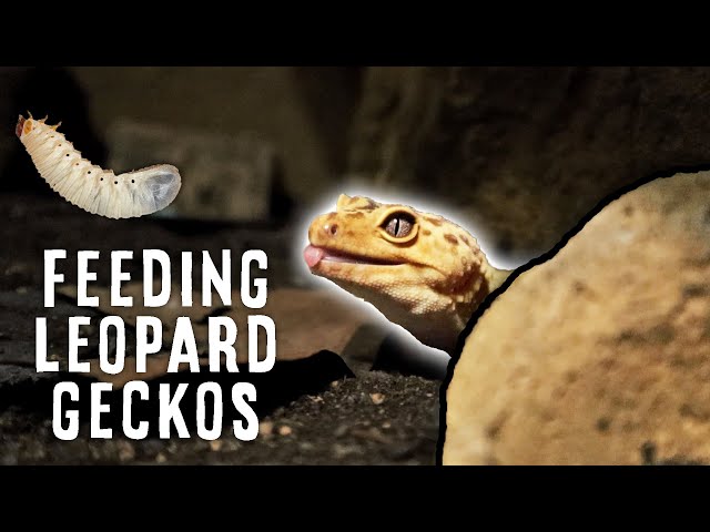 What Can Leopard Geckos Eat Besides Insects?