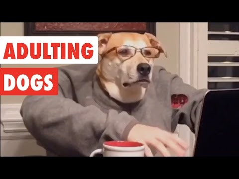 Adulting Dogs | Funny Dog Video Compilation 2017 - UCPIvT-zcQl2H0vabdXJGcpg