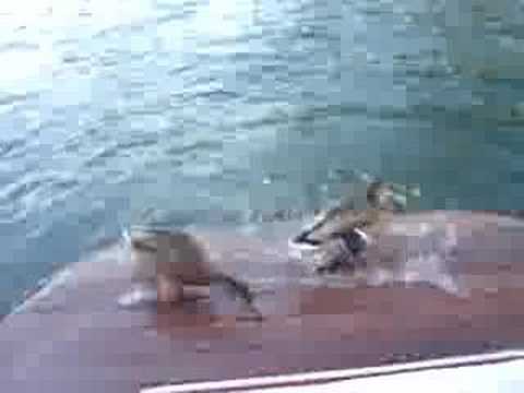 Scaring Ducks On Tige Swim Deck - UCTs-d2DgyuJVRICivxe2Ktg