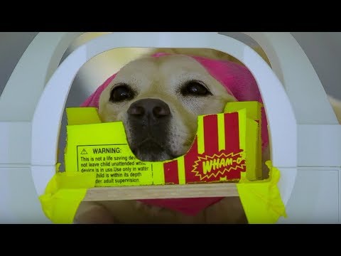 Dog MRI | Studying The Dog Brain | Inside the Animal Mind | BBC Earth - UCwmZiChSryoWQCZMIQezgTg