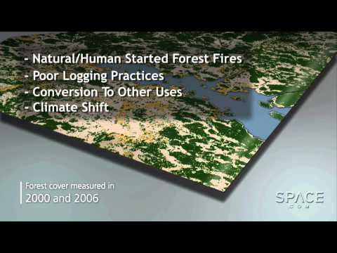 How Fast Is Earth Losing Its Forests? | Video - UCVTomc35agH1SM6kCKzwW_g