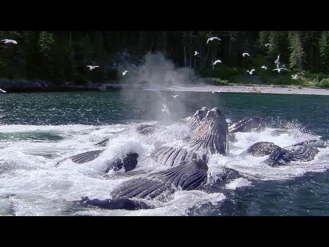 Ingenious Bubble Net Fishing | Nature's Great Events | BBC - UCwmZiChSryoWQCZMIQezgTg