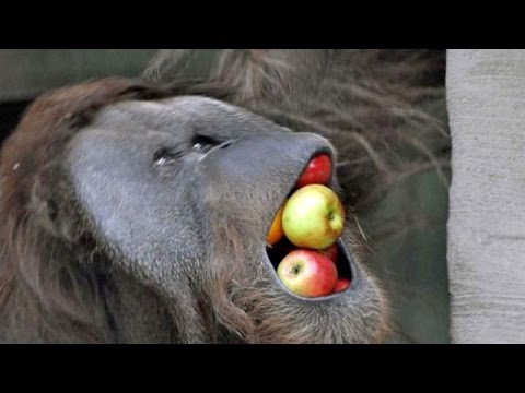 Animal world is by far the funniest world - Funny animal compilation - UC9obdDRxQkmn_4YpcBMTYLw