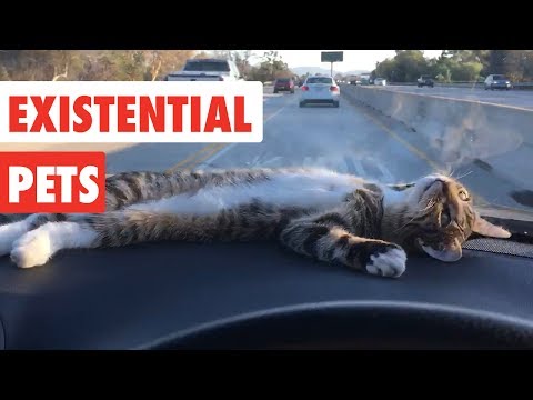 Existential Pets | Funny Pet Video Compilation 2017 - UCPIvT-zcQl2H0vabdXJGcpg