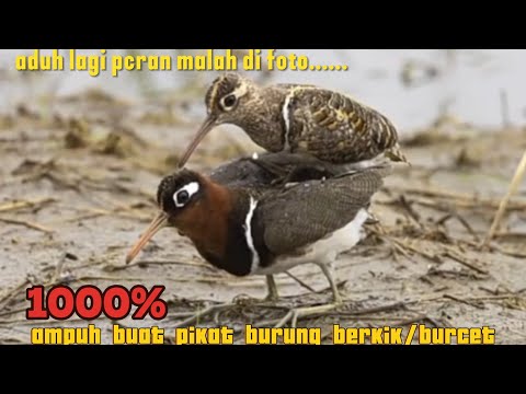 Suara pikat burung berkik/burcet super jernih‼️di jamin ampuh💯#sniper #suarapikatampuh