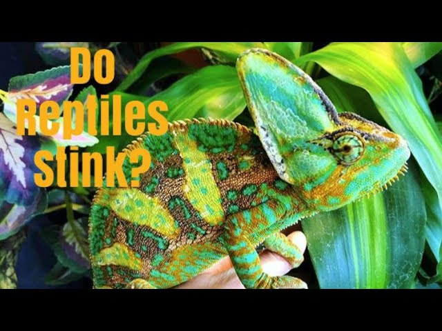 How Do Lizards Smell?