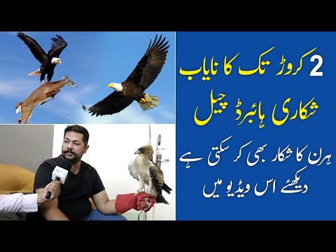 Imported Birds & Animals | Hybrid Eagles | Eagles Price in Pakistan | Falcon