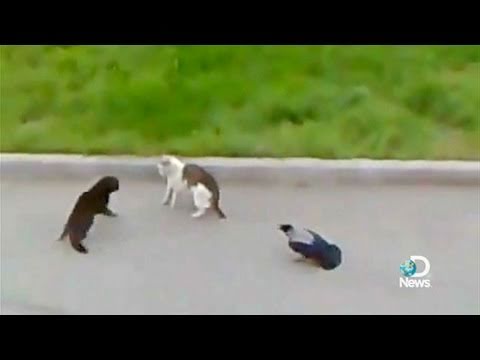 Crows vs Cat vs Cat Street Fight Explained - UCqOoboPm3uhY_YXhvhmL-WA