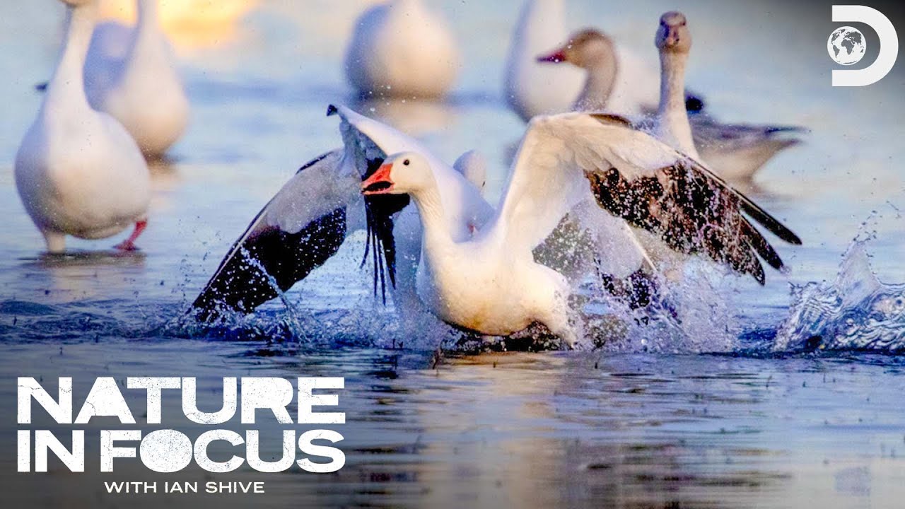 Nature in Focus | Great Bird Migrations