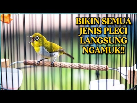 PLECI NGALAS GACOR BIKIN EMOSI LAWAN