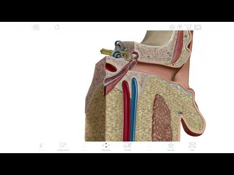 تحميل Apk لأندرويد آبتويد Human Anatomy Atlas 2020 Complete 3d