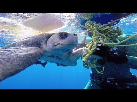 GoPro: Diver Saves Sea Turtle - UCqhnX4jA0A5paNd1v-zEysw