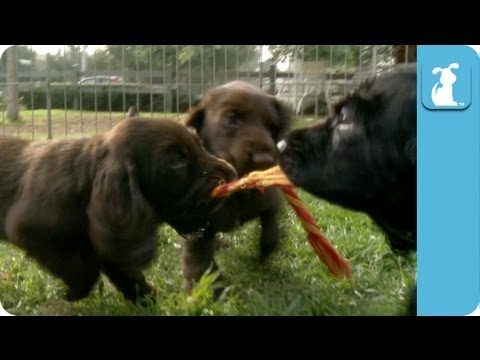 Adorable Field Spaniel Puppies - Puppy Love - UCPIvT-zcQl2H0vabdXJGcpg