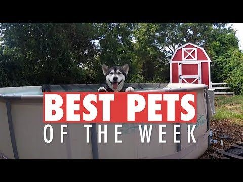 Best Pets of the Week | December 2017 Week 1 - UCPIvT-zcQl2H0vabdXJGcpg