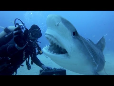 GoPro: Petting A Tiger Shark - UCqhnX4jA0A5paNd1v-zEysw