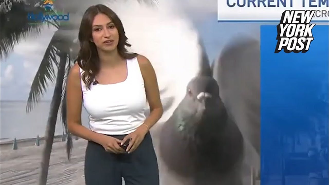 Hilarious moment Florida meteorologist gets jump scared by pigeon | New York Post