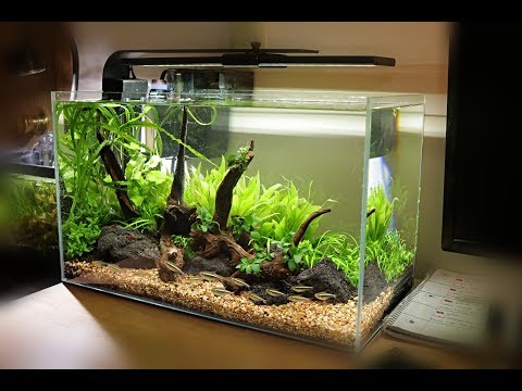 Bangnam Com Bangnam Com Non Co2 Aquascape Setup Waterbox