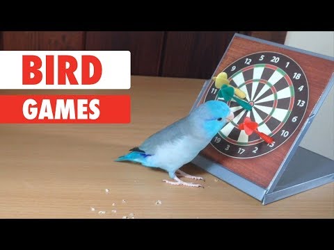 Bird Games | Smartest Birds Ever - UCPIvT-zcQl2H0vabdXJGcpg