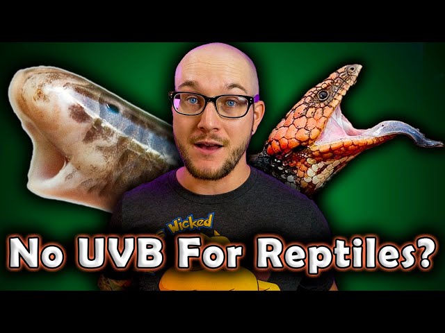 How Long Can A Bearded Dragon Go Without UVB?