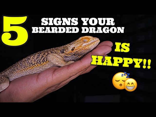 What Does it Mean When a Bearded Dragon Licks You?