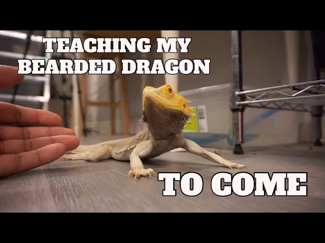 How to Train Your Bearded Dragon